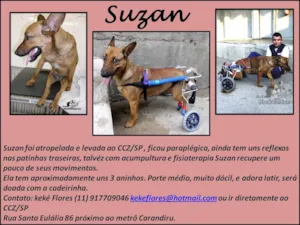 Cachorro raça SRD idade 3 anos nome SUZAN