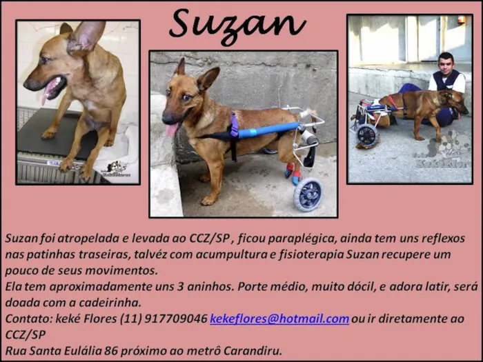 Cachorro ra a SRD idade 3 anos nome SUZAN
