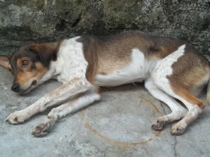 Cachorro ra a vira lata- idade 3 anos nome kika