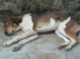 kika