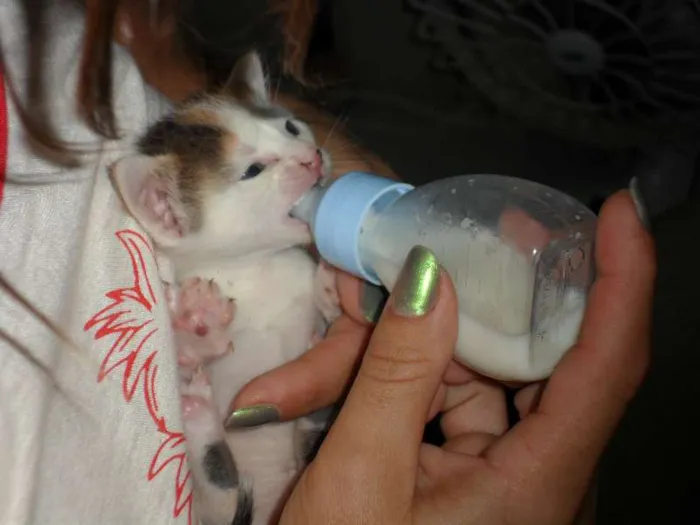Gato raça SRD idade Abaixo de 2 meses nome mia