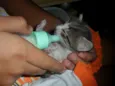 mia
