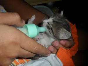 Gato raça SRD idade Abaixo de 2 meses nome mia