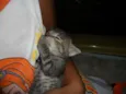 mia