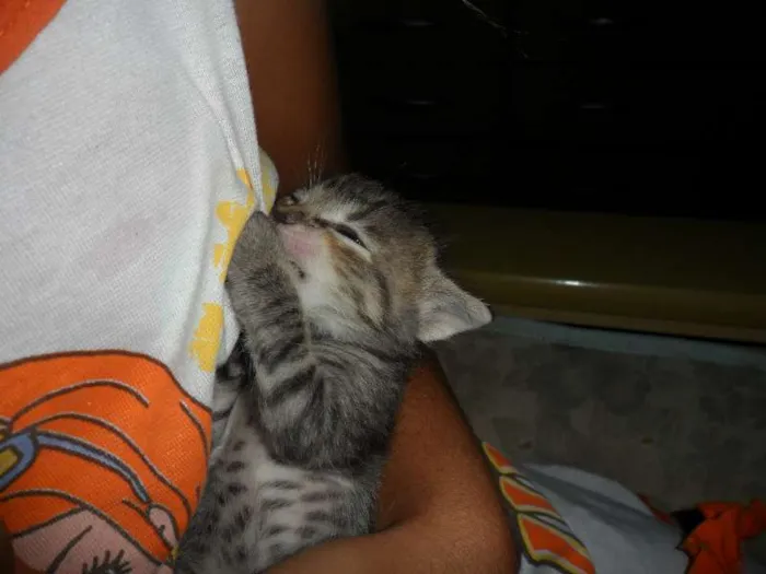 Gato raça SRD idade Abaixo de 2 meses nome mia
