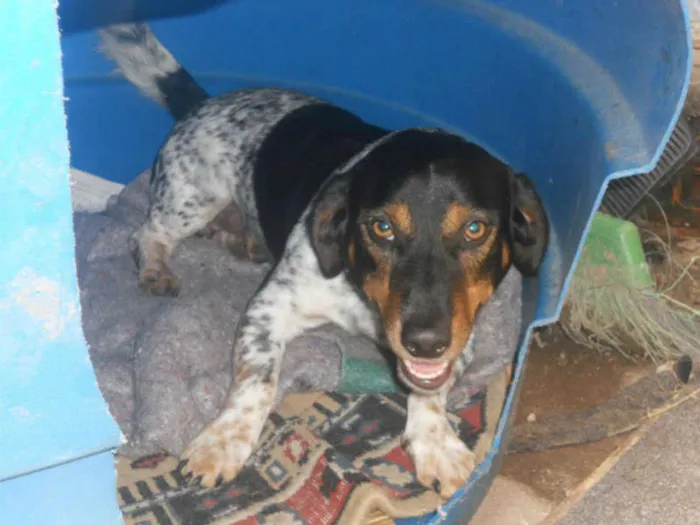 Cachorro ra a SRD idade 2 anos nome Fofinho