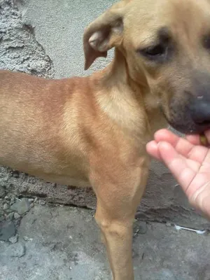 Cachorro raça SRD idade 2 a 6 meses nome Nina