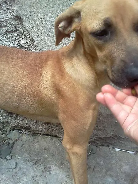 Cachorro ra a SRD idade 2 a 6 meses nome Nina