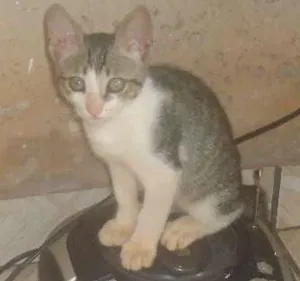 Gato raça vira lata idade 2 a 6 meses nome Stiwi GRATIFICA