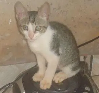 Gato ra a vira lata idade 2 a 6 meses nome Stiwi GRATIFICA