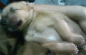 Cachorro raça SRD idade 2 a 6 meses nome Demi