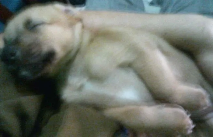 Cachorro ra a SRD idade 2 a 6 meses nome Demi