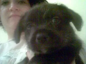 Cachorro raça SRD idade Abaixo de 2 meses nome s/ nome
