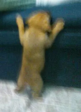 Cachorro ra a SRD idade 2 a 6 meses nome Demi
