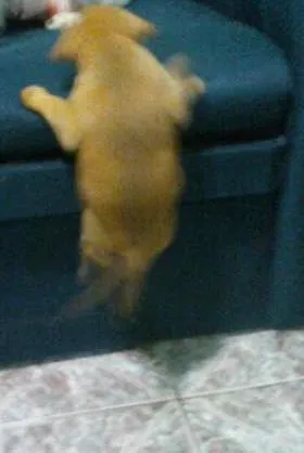Cachorro ra a SRD idade 2 a 6 meses nome Demi