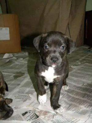 Cachorro raça SRD idade 2 a 6 meses nome Jack