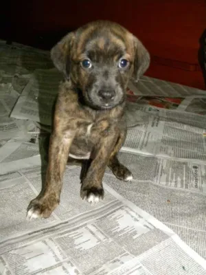 Cachorro raça SRD idade 2 a 6 meses nome Serena