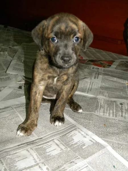 Cachorro ra a SRD idade 2 a 6 meses nome Serena