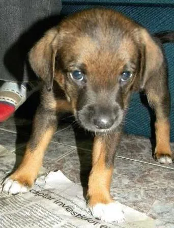 Cachorro ra a SRD idade 2 a 6 meses nome Princesa