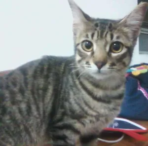 Gato raça  idade 7 a 11 meses nome Amora
