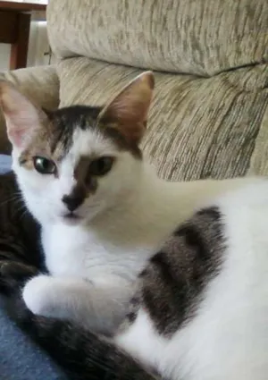 Gato raça  idade 1 ano nome Fêmea