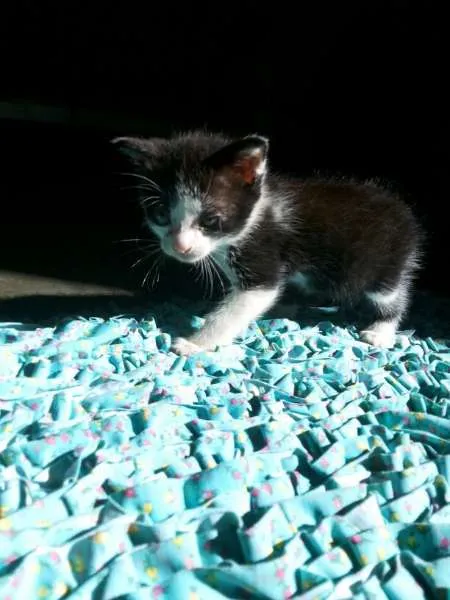Gato ra a  idade Abaixo de 2 meses nome Tupã