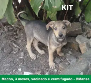 Cachorro raça SRD idade 2 a 6 meses nome Kit