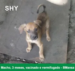 Cachorro raça SRD idade 2 a 6 meses nome Shy