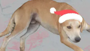 Cachorro raça SRD idade 4 anos nome Estrelinha