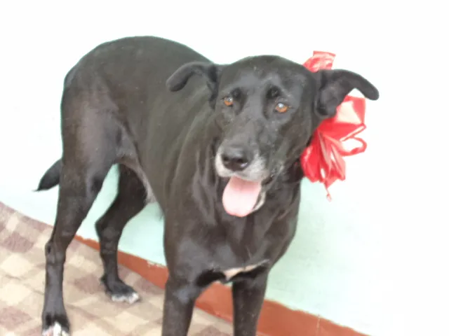 Cachorro ra a SRD idade 5 anos nome Pretona