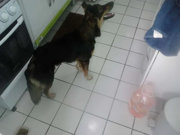 Cachorro ra a MISTA idade 2 anos nome SEM  TETO