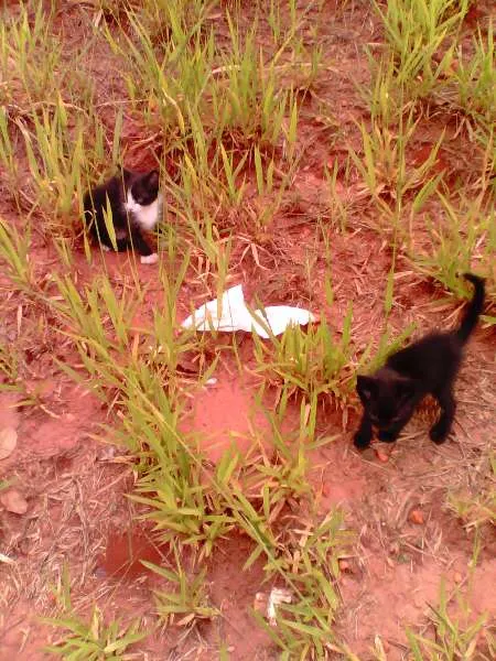 Gato ra a srd idade 2 a 6 meses nome DUAS GATAS