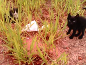 Gato raça srd idade 2 a 6 meses nome DUAS GATAS