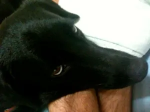 Cachorro raça SRD idade 7 a 11 meses nome PEDRINHA