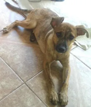 Cachorro raça Vira-lata idade 2 a 6 meses nome Maricota FILHOTE