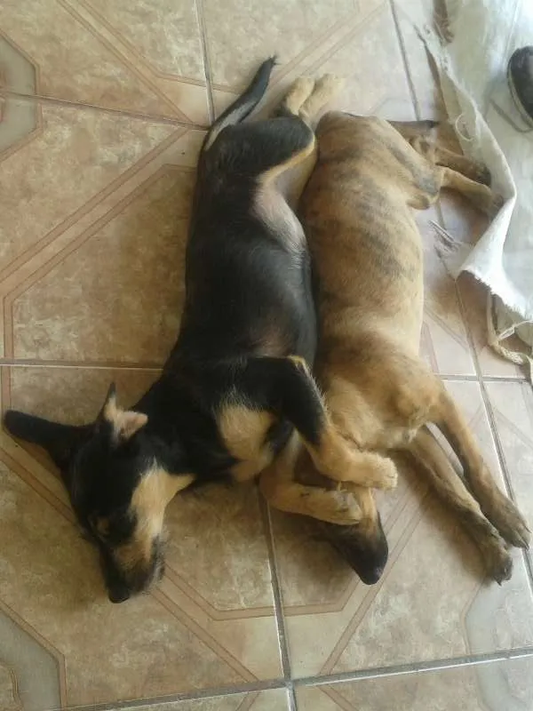 Cachorro ra a Vira-lata idade 2 a 6 meses nome Mariquinha FILHOTE