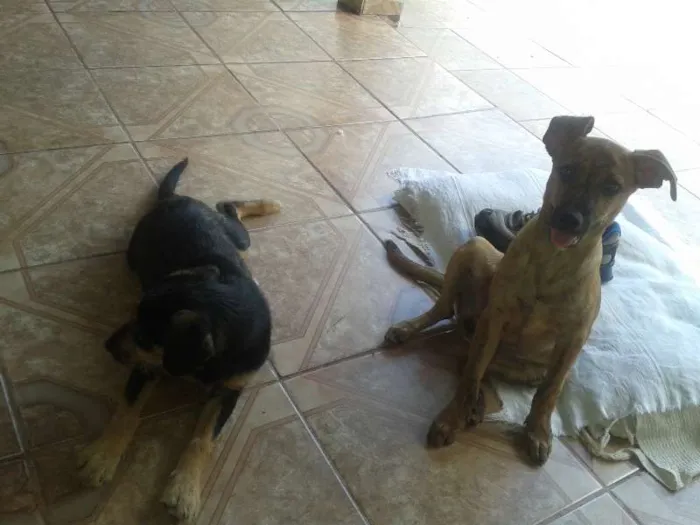 Cachorro ra a Vira-lata idade 2 a 6 meses nome Mariquinha FILHOTE