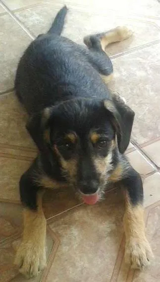 Cachorro ra a Vira-lata idade 2 a 6 meses nome Mariquinha FILHOTE