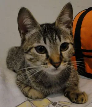 Gato raça SRD idade 2 a 6 meses nome Ceci