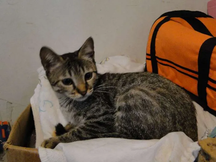 Gato ra a SRD idade 2 a 6 meses nome Ceci