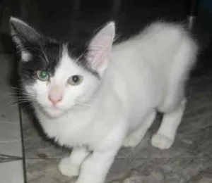 Gato raça SRD idade 2 a 6 meses nome Chantty