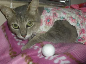 Gato raça SRD idade 1 ano nome Esmeralda
