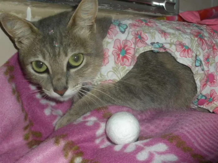 Gato ra a SRD idade 1 ano nome Esmeralda