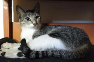 Gato raça SRD idade 7 a 11 meses nome Hannah
