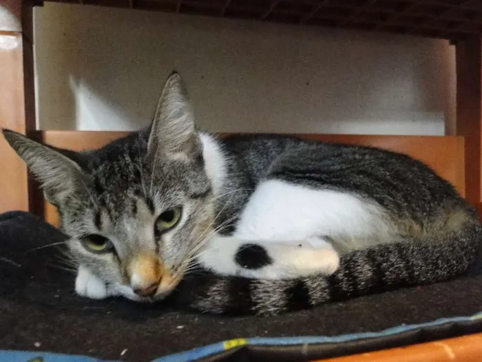 Gato ra a SRD idade 7 a 11 meses nome Hannah