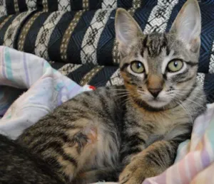 Gato raça SRD idade 2 a 6 meses nome Johnny