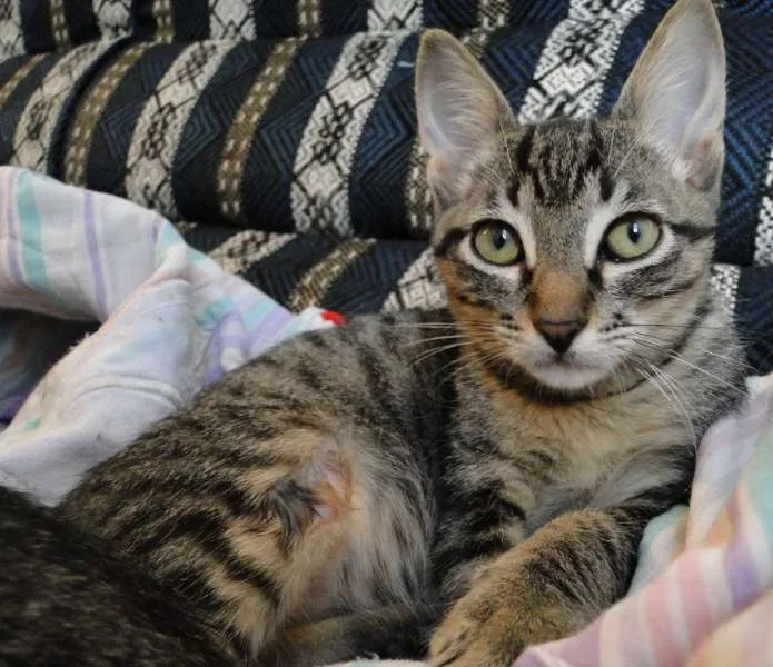 Gato ra a SRD idade 2 a 6 meses nome Johnny