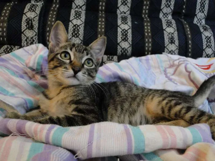 Gato ra a SRD idade 2 a 6 meses nome Johnny