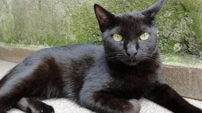 Gato ra a SRD idade 2 a 6 meses nome Lia