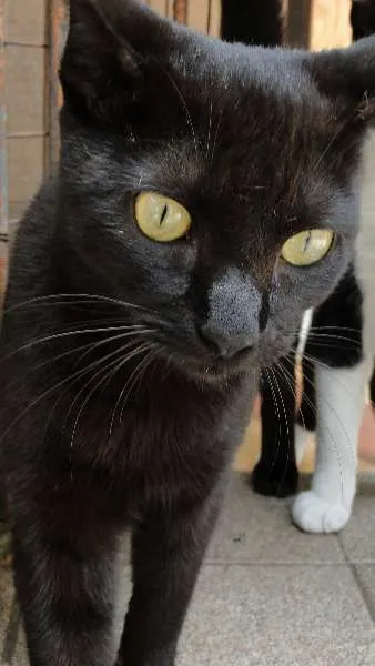 Gato ra a SRD idade 2 a 6 meses nome Lia